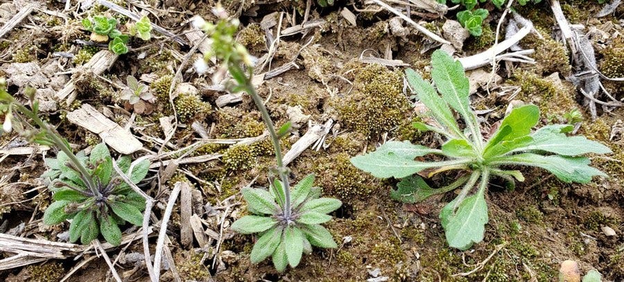 Whitlow grass seedlings and a marestail seedling