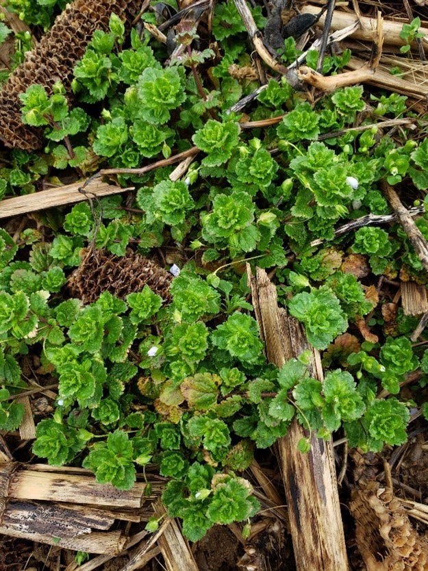 Persian speedwell plant