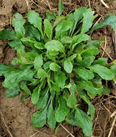 Mature plant (rosette stage) of fleabane