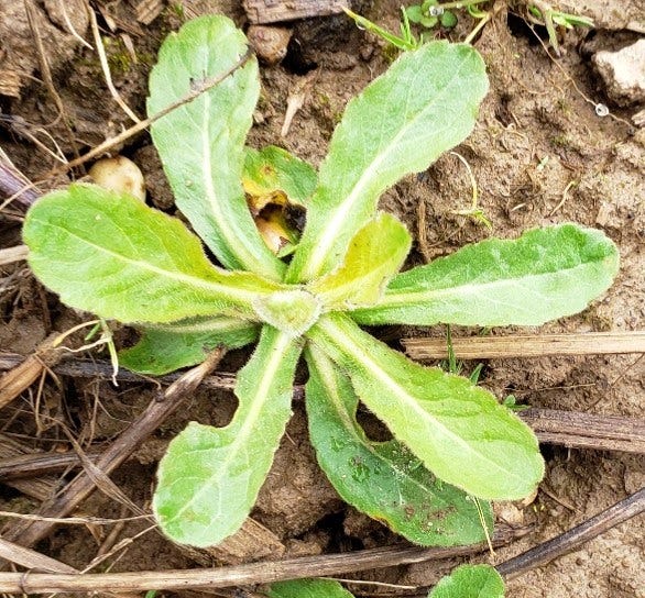 Small rosette plant of Fleabane