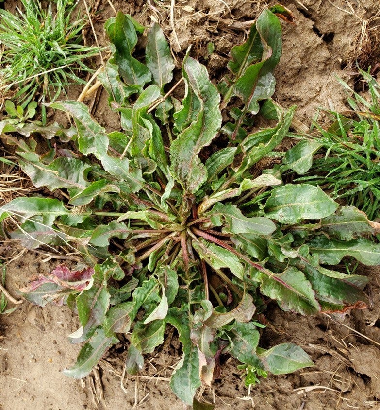 Plant of curly dock in the rosette stage. Note the curled leaves
