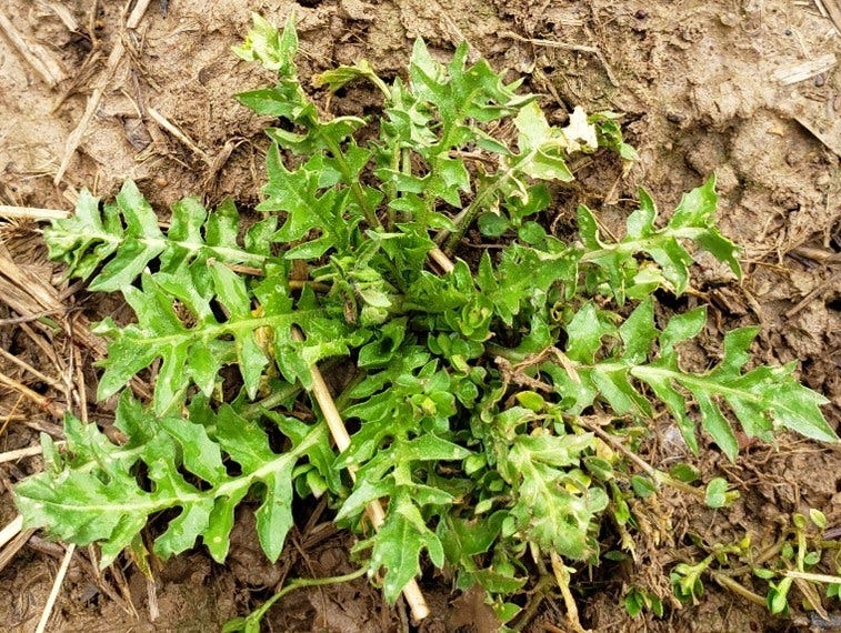 Shepherds purse plant (rosette of long narrow deeply serrated leaves)