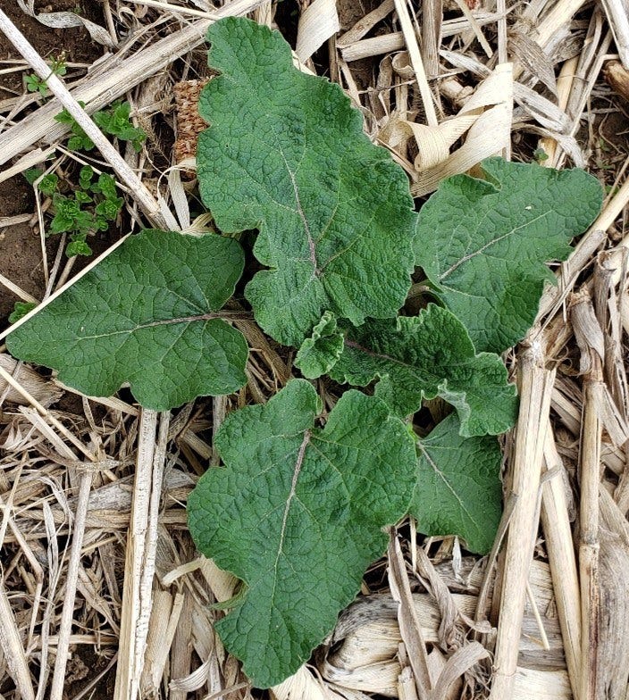 Rosette of common burdock (thick, dark green, large heart-shaped leaves)