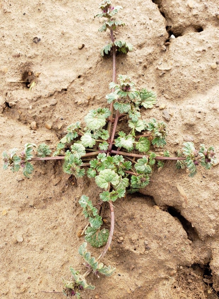 Small henbit plant showing runner type growth