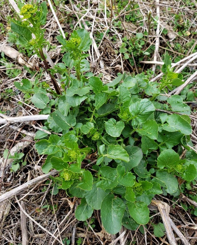 Yellow rock plant (mustard family) getting ready to flower (yellow flowers)