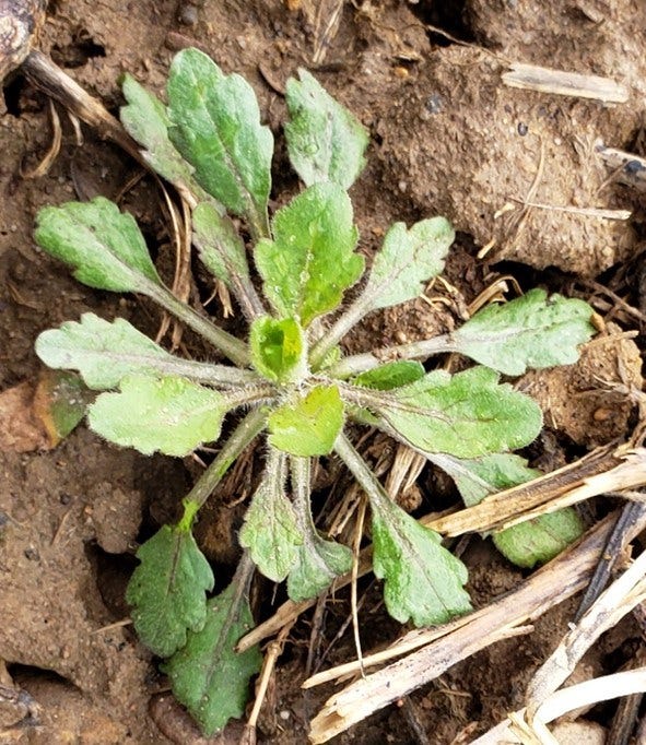 small rosette plant of marestail