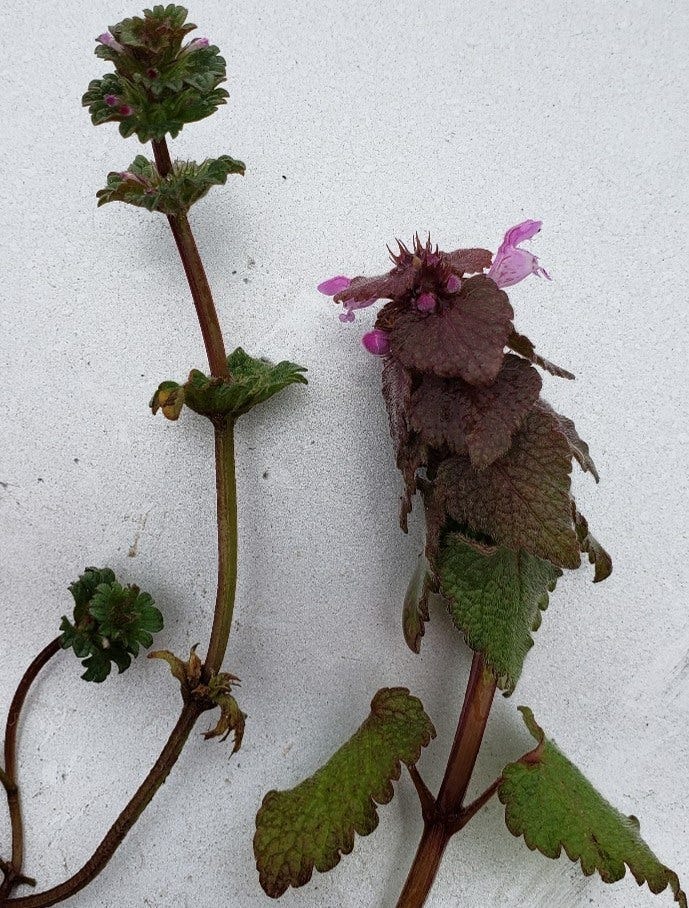 Comparing henbit and purple deadnettle plants