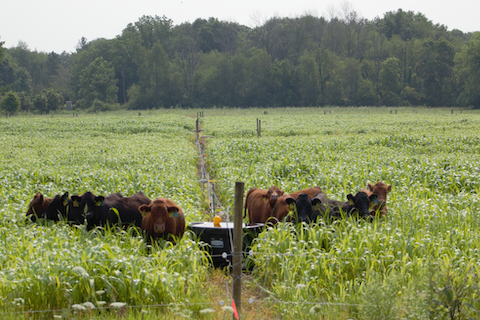 Cattle grazing on sorghum