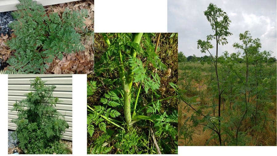Poison Hemlock at various stages
