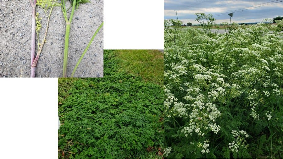Wild chervil at various stages