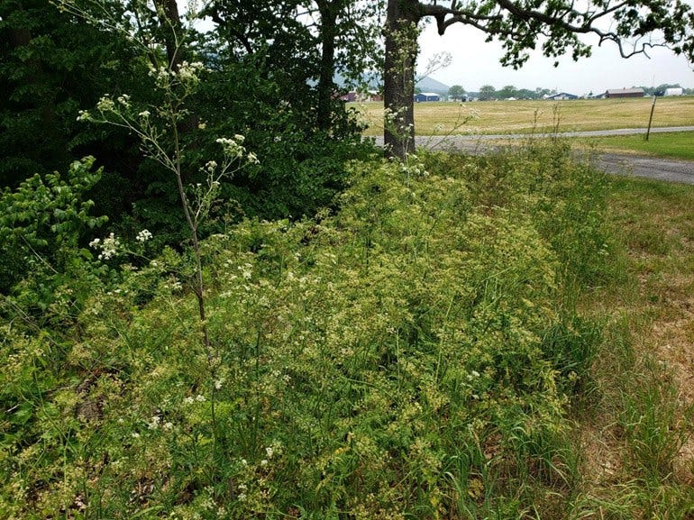 Poison hemlock plants