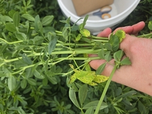 scissors cut of alfalfa - Taylor Herbert