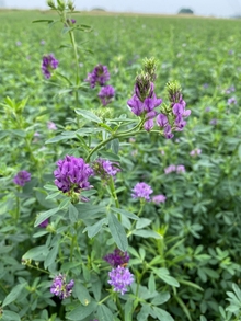 Purple flowers grace the tops of an alfalfa plant.