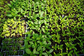 Plant starts pictured from above. 