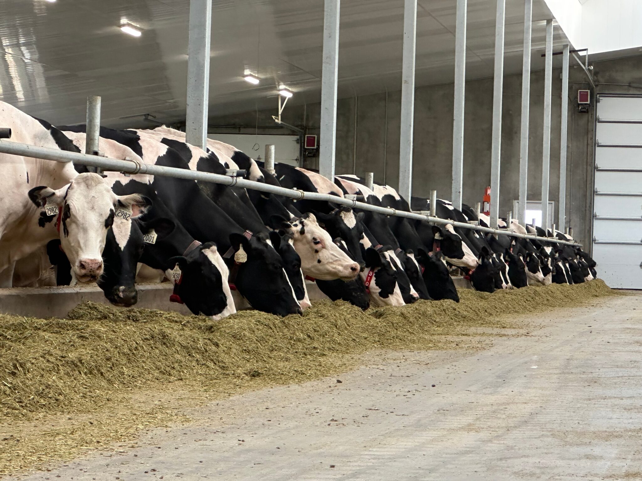 cows in feed alley