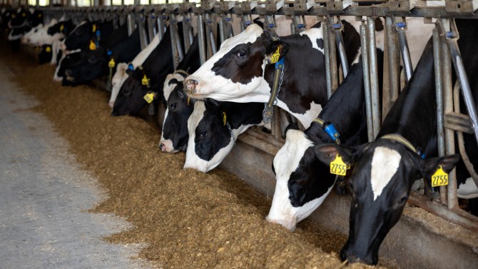 The Cornell University Ruminant Center, in the township of Harford, New York, is a commercial-scale dairy farm and one-of-a-kind testbed for new technologies and strategies that benefit New York State dairy farmers.