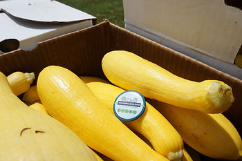 Yellow zucchini with a WI LFPA pin balanced on top. 