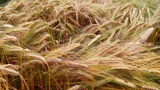 Ripe LakeEffect barley