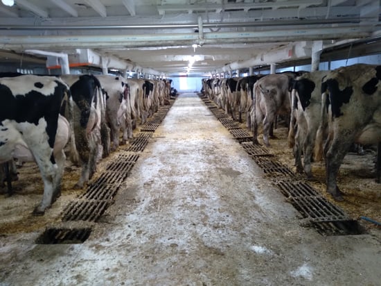 J Springs Dairy Zielgler Family Abts Tie Stall to Robots Blog