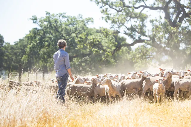 Shepherd watches sheep moving across a field and kicking up clouds of dust
