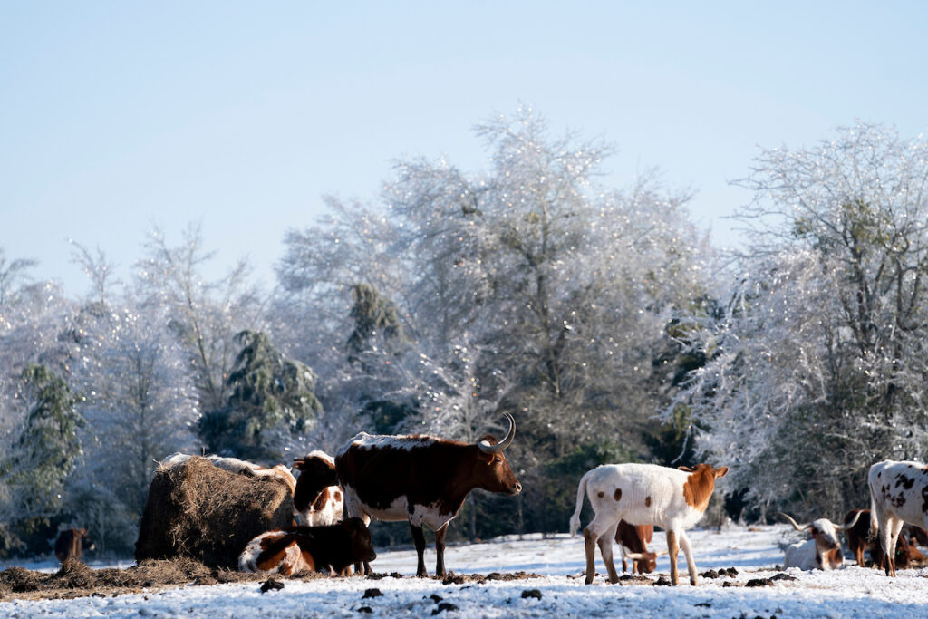 Texas Longhorns in a field with snow. 
