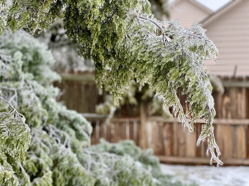 Tree in Texas with ice on it. 
