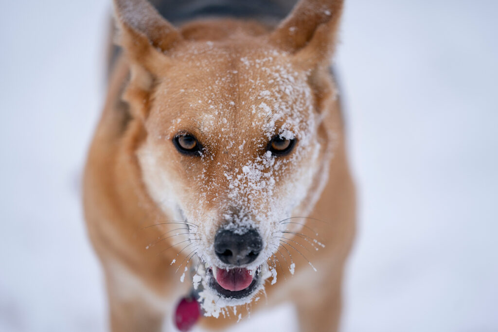 Dog with snow on its muzzle. 