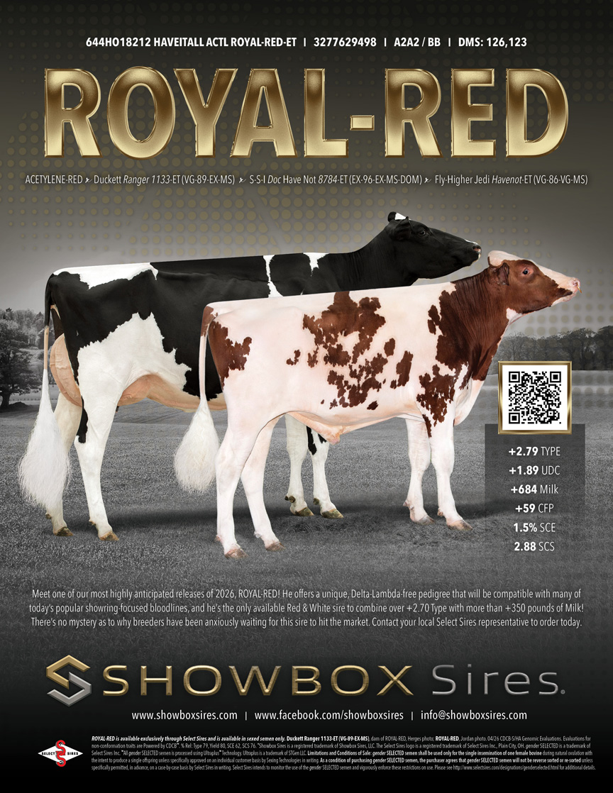 Showbox Sires Releases Their Latest Bull Royal Red 644HO18212 | Dairy