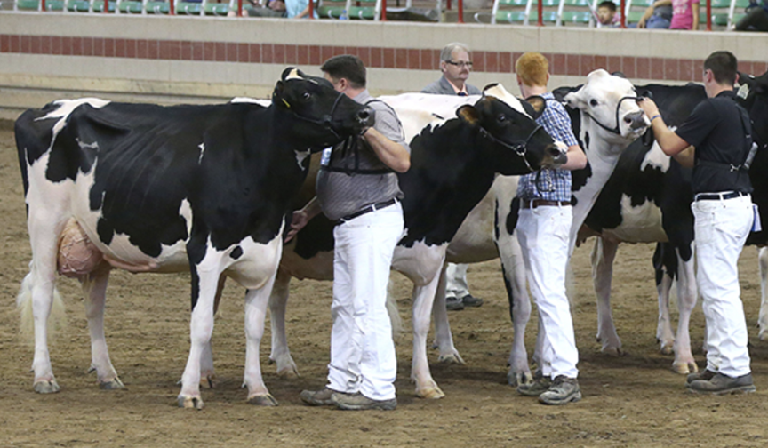 New York’s Largest Holstein Dairy Cattle Show in Nearly a Decade is Coming to The Great New York State Fair