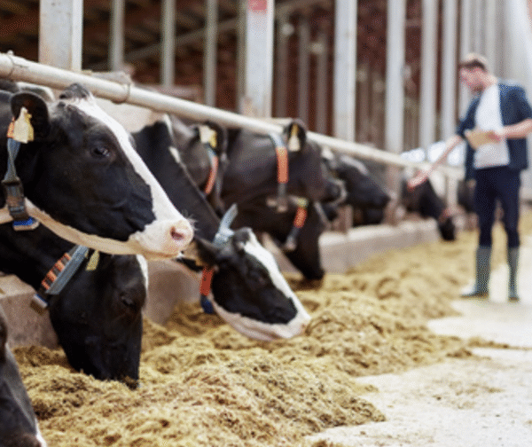IFF Launches Omni-Bos™ PHY to Help Dairy Producers