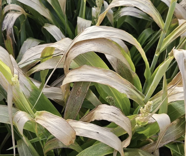 Warm Season Annuals and Alfalfa after Frost