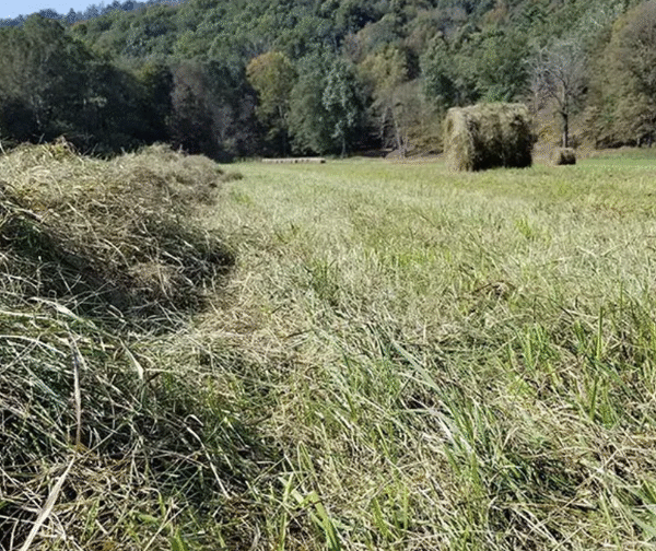 Challenges and Considerations for Fall Hay Harvest