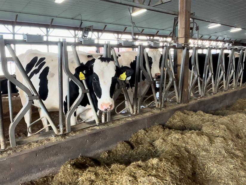 Cows lined up in a dairy barn. 